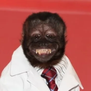 Crystal the Monkey