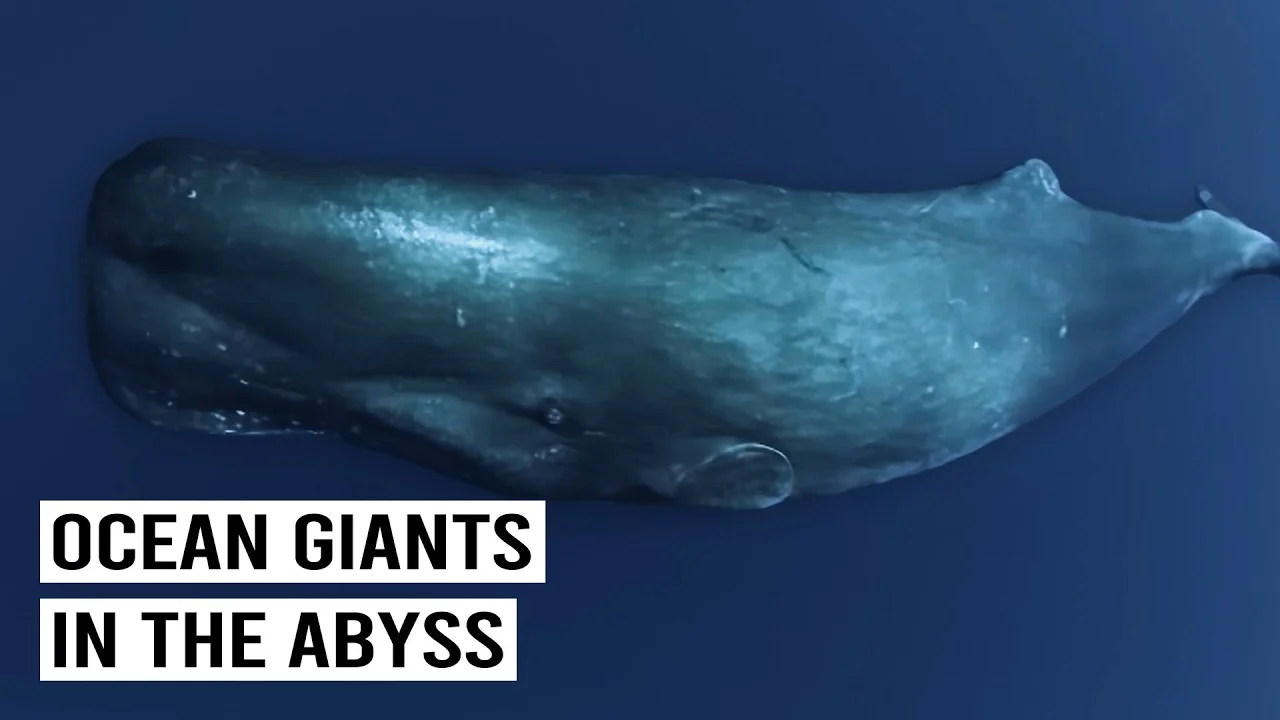 The Secret Life of Ocean Giants
